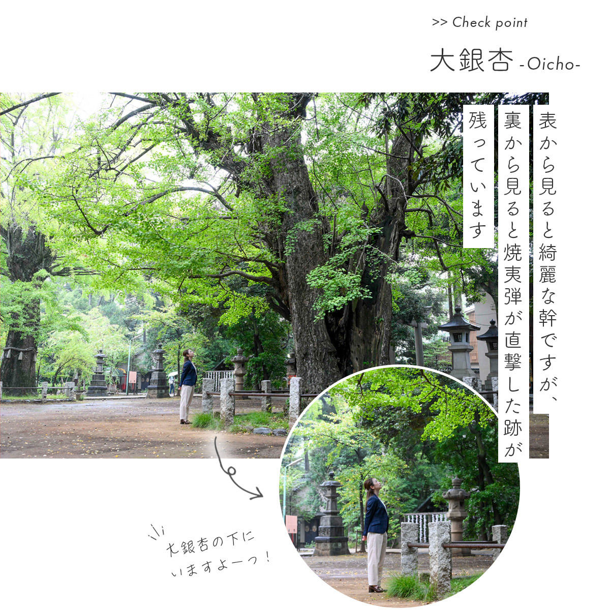 赤坂氷川神社　大銀杏