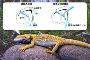 名大、睡眠不足時の「眠気」が大脳皮質に蓄積することを確認